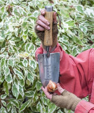 Using a trowel to measure bulbs to work out the correct depth to plant bulbs