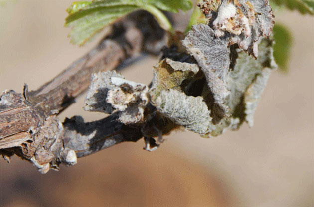 frost, burgundy, pinot noir