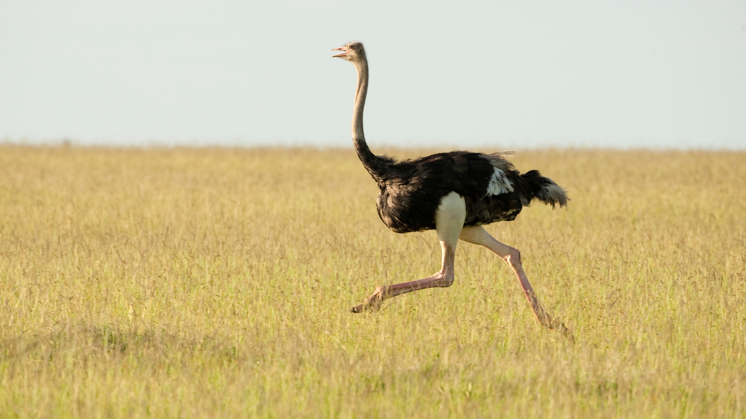 A photo of a male ostrich running in grass in the Masai Mara Game Reserve in Kenya