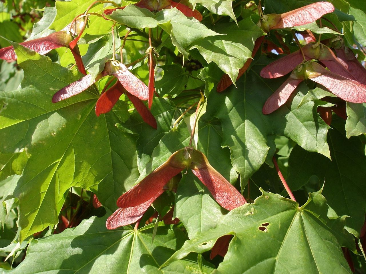 norway maple