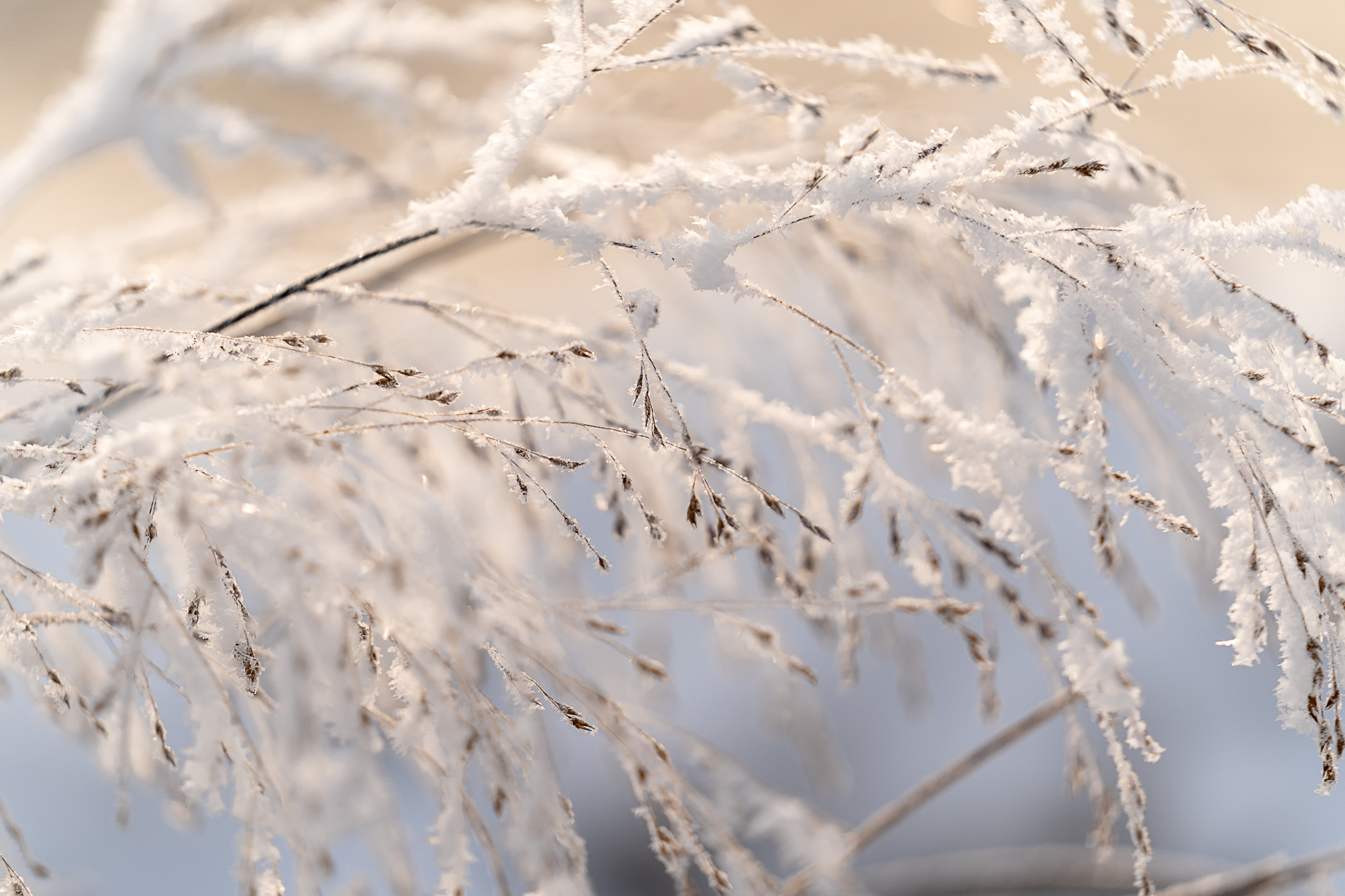 GuruShots - February 2026