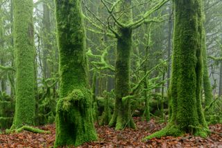 Moss covered trees in foggy Bellever Wood, Dartmoor.