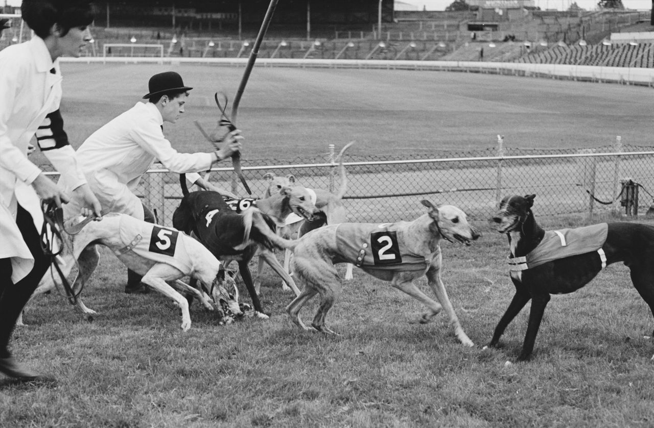 Greyhound racing at Stamford Bridge circa 1968