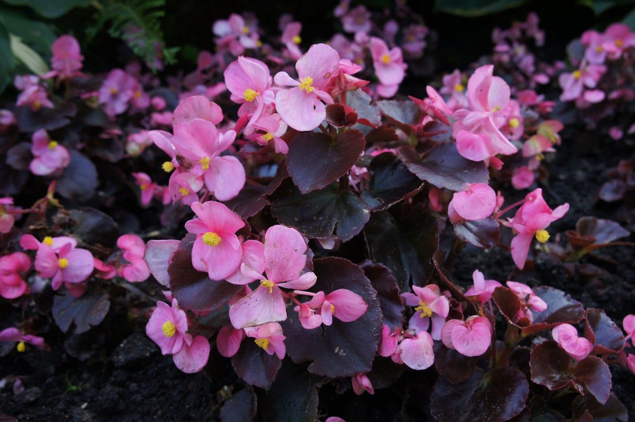 Begonia Flowers