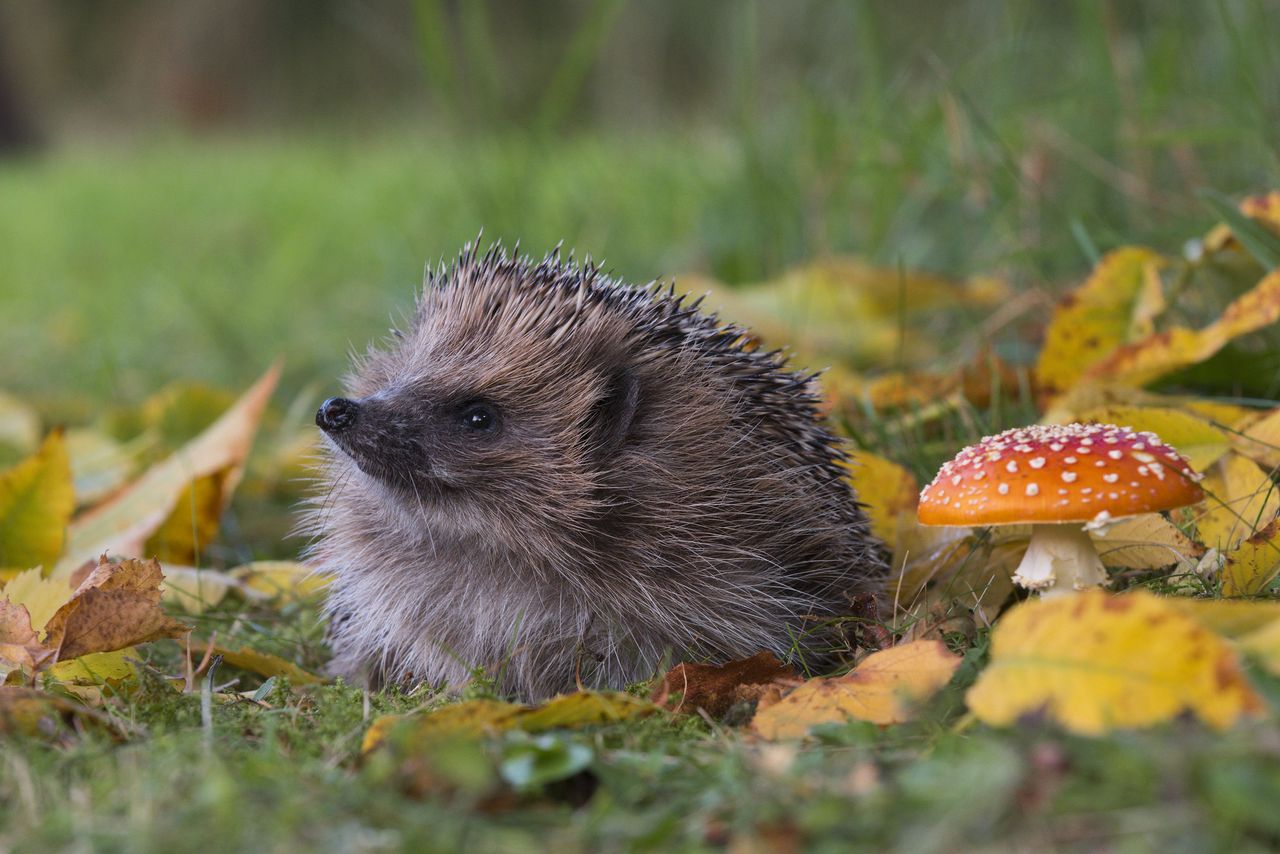 hedgehog 