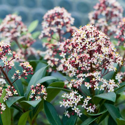 fragrant winter flowering skimmia
