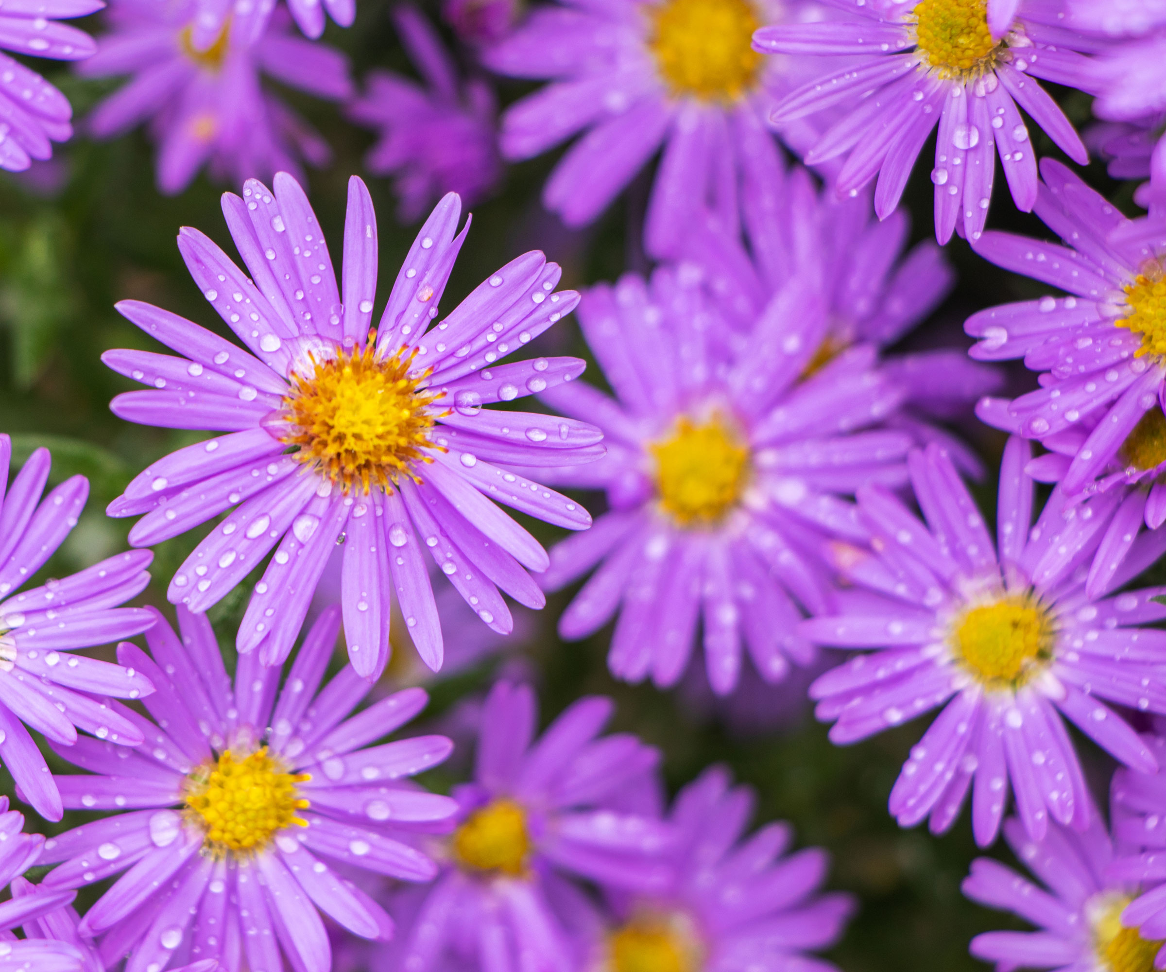 purple asters with raindrops on petals