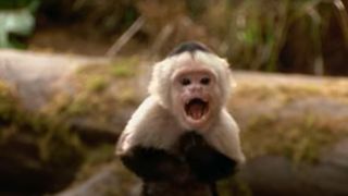 Little Monkey in George of the Jungle