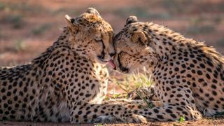 two cheetahs laying face to face, one cheetah is grooming the other