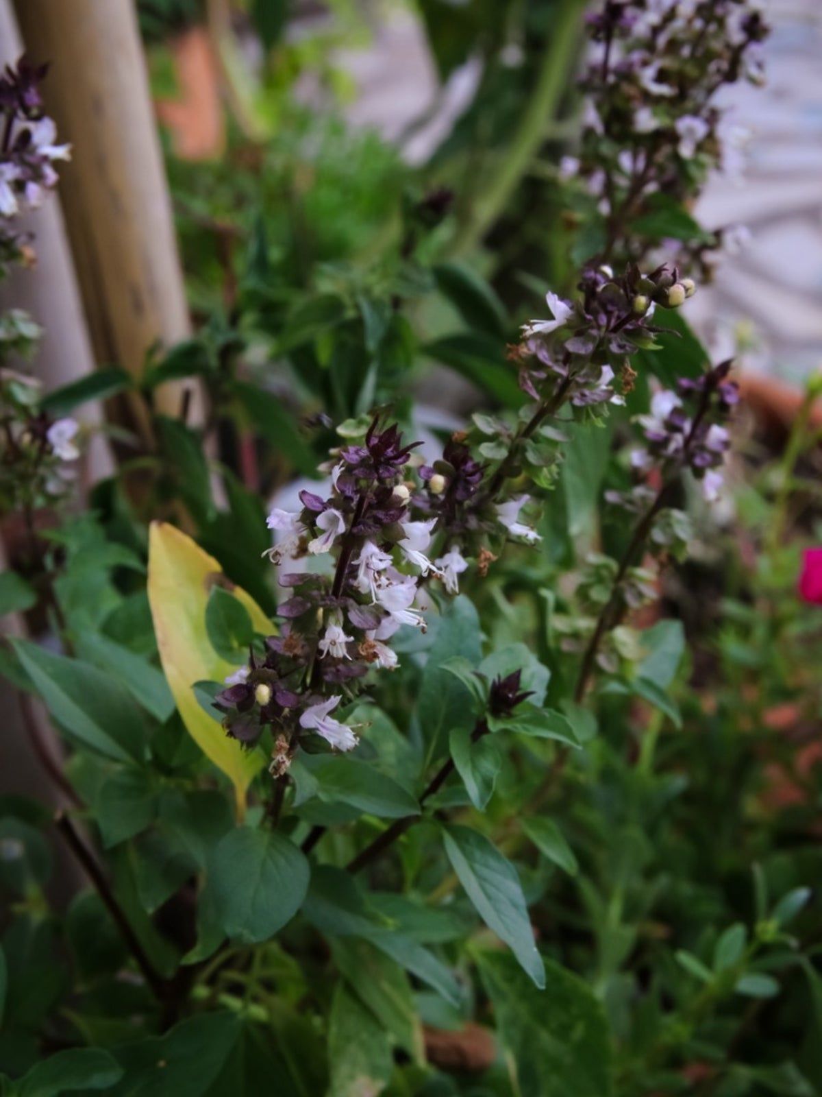 How To Care For Cinnamon Basil Plants