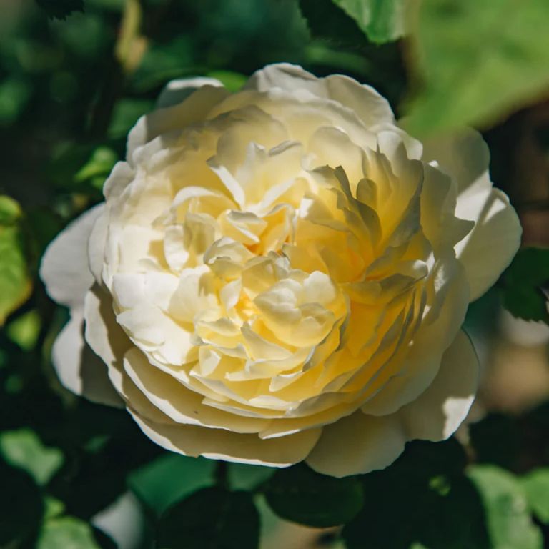 5 best roses for a small garden, according to experts | Ideal Home
