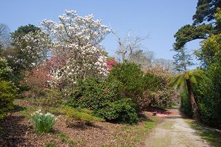 Caerhays Castle Garden in spring