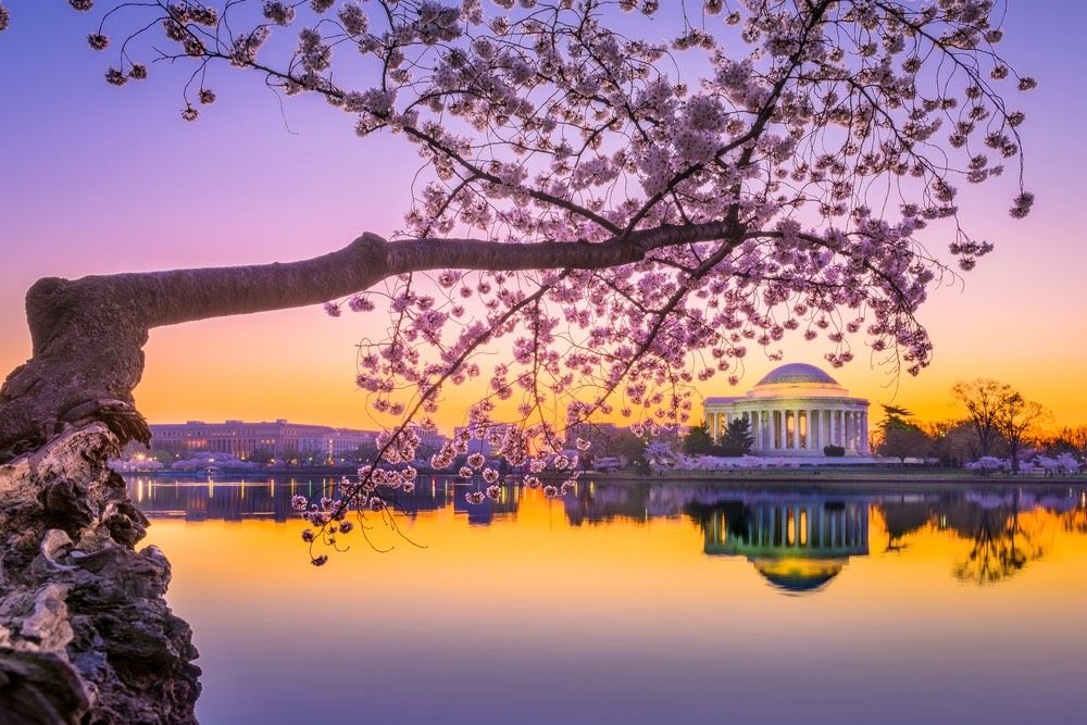 Cherry blossoms in Washington, D.C.