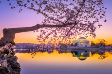 Cherry blossoms in Washington, D.C.