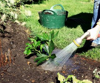 Watering a newly-established plant in a border