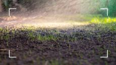picture of growing grass seed being watered in garden 