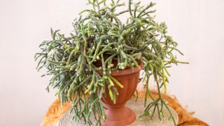 Mistletoe cactus