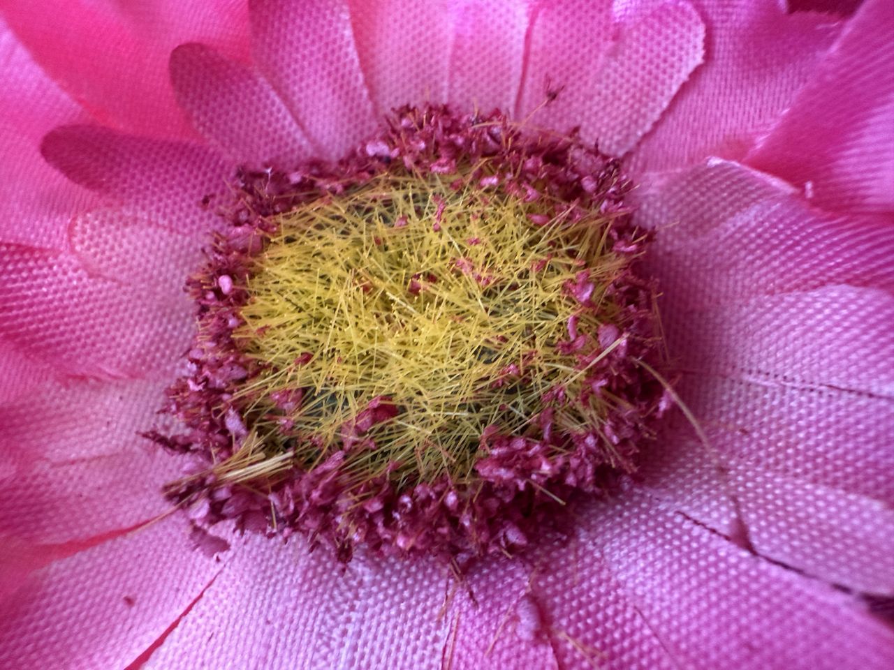 Apple iPhone 16 Pro Max macro sample.