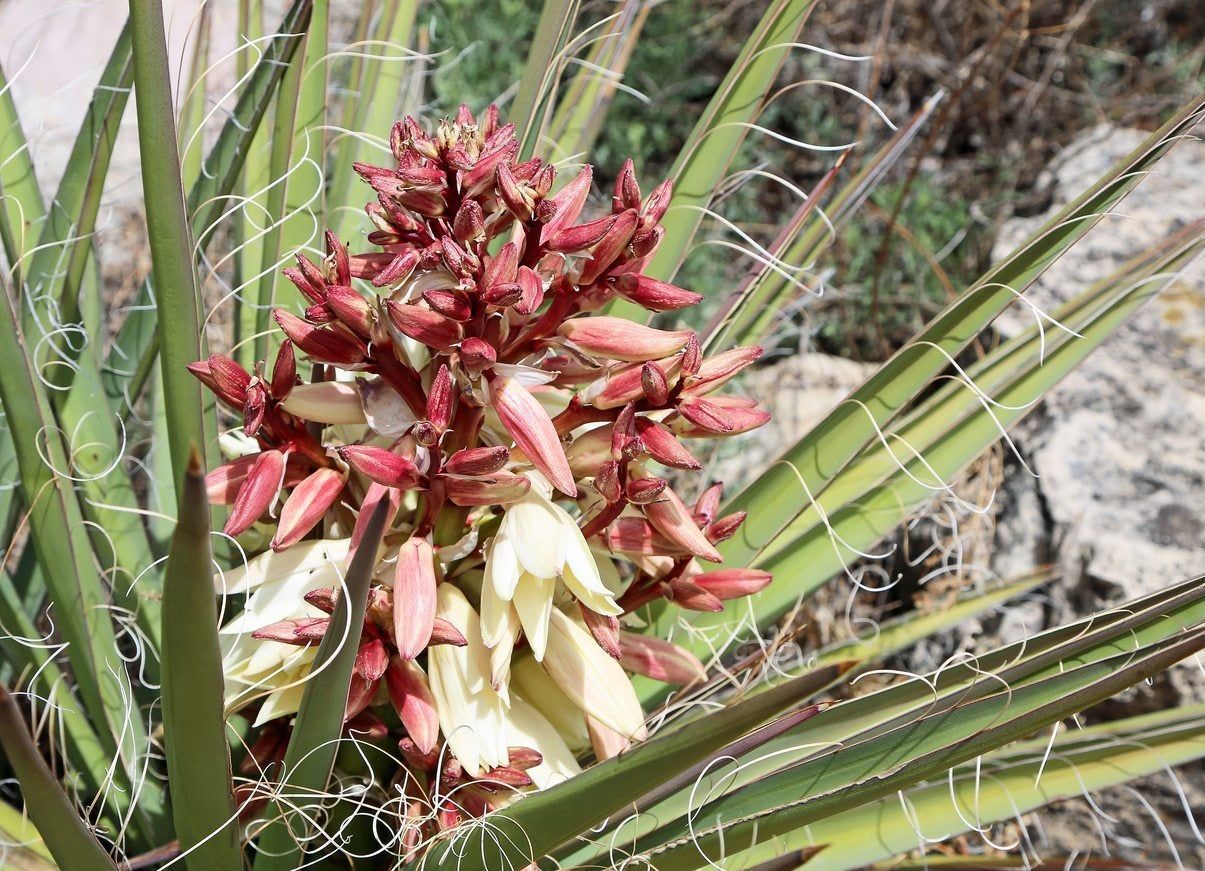 Flowering Low Water Plant