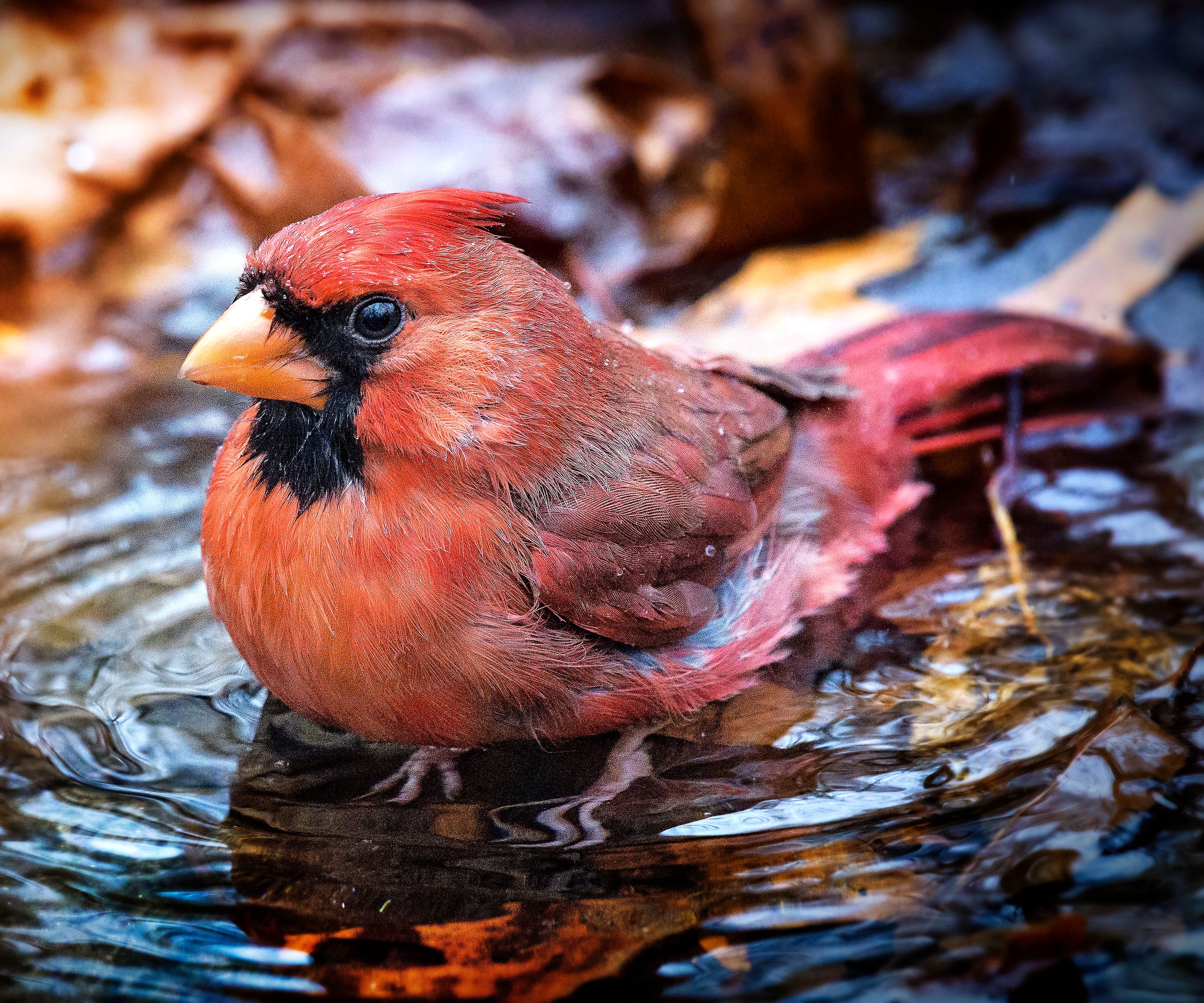 red northern cardinal bathing in shallow water