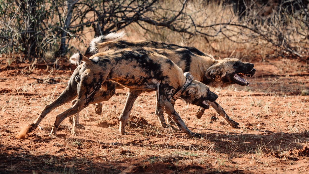 African wild dogs in the Kalahari