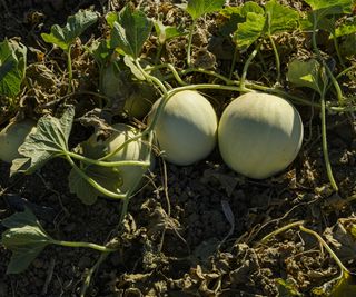 Honeydew melons growing on the vine