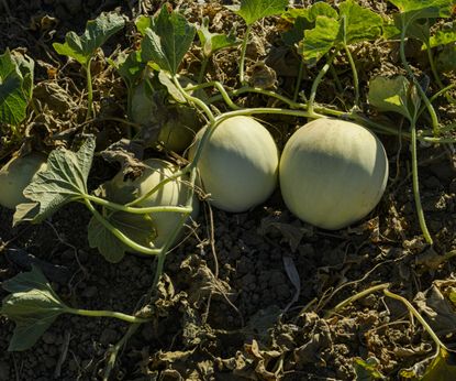 When and how to fertilize melons for the best harvests | Homes and Gardens