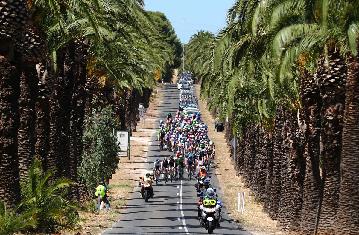 A row of palms trees
