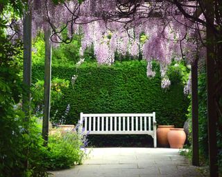 wisteria covering a pergola with garden bench and hedge beyond