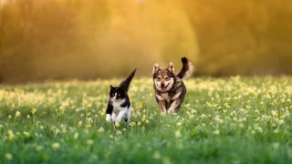 Dog chasing cat