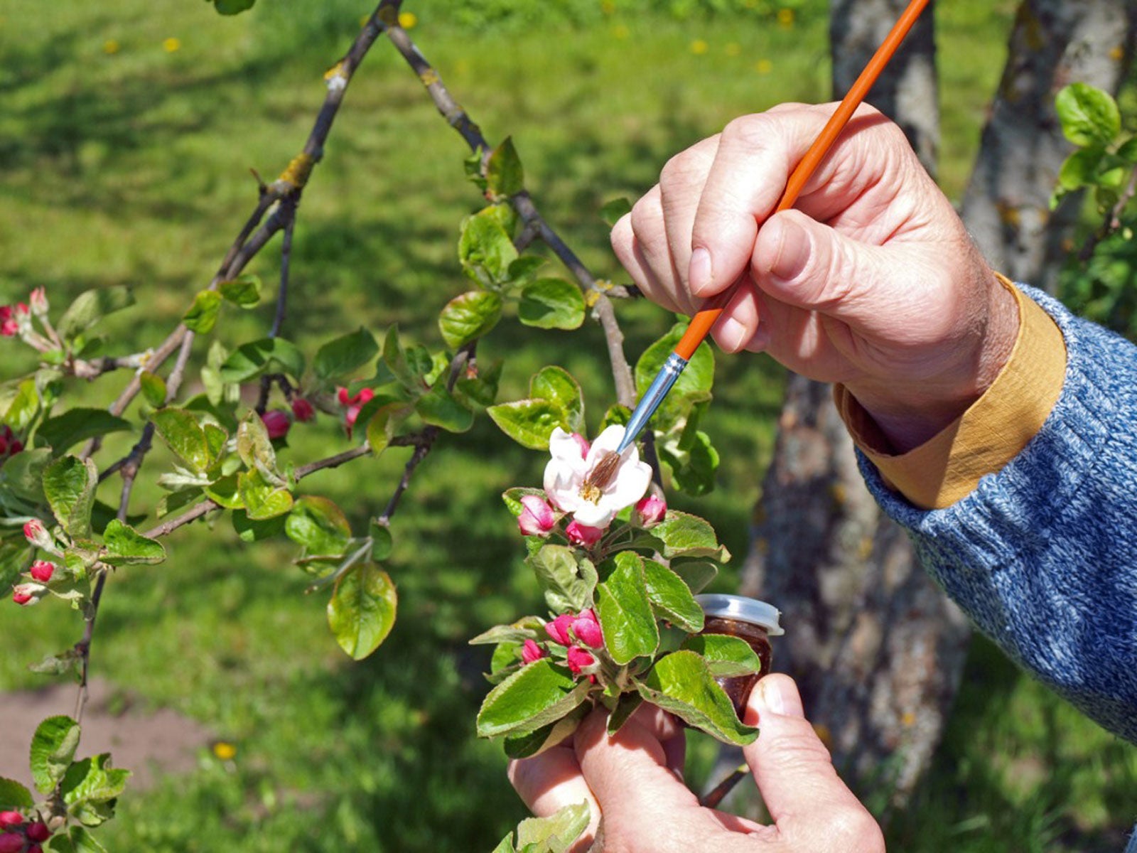 What Is Hand Pollination Learn About Hand Pollination Techniques Gardening Know How 9817