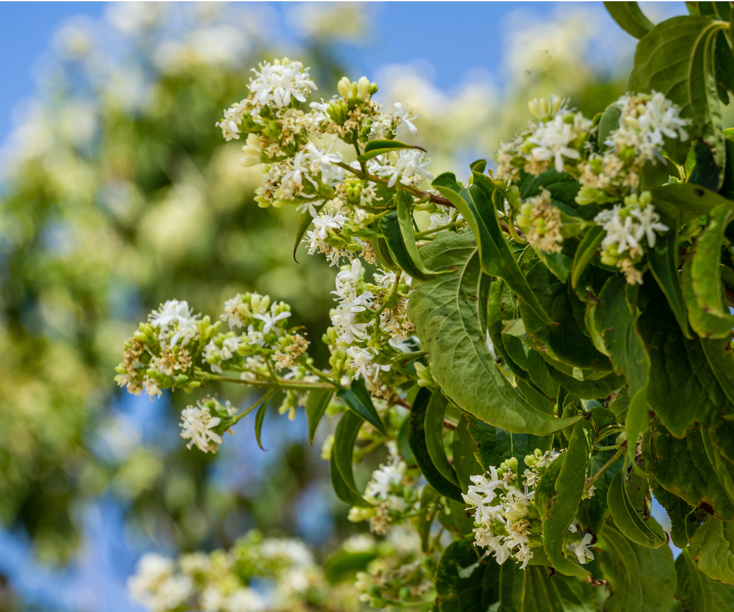 Temple of Bloom Seven-Son Flower tree