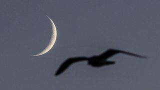 A bird flies in the sky with a background of the crescent moon after sunset in Istanbul