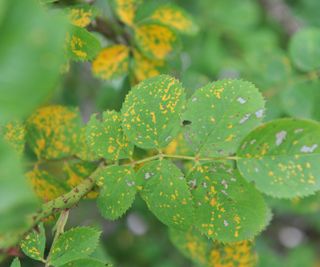 Rust disease on leaves