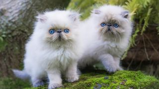 2 kittens in outdoor play area