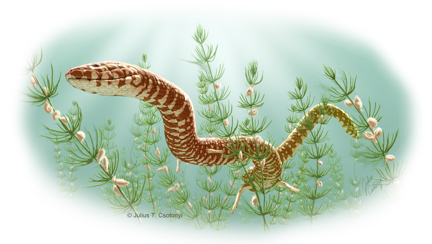 Oldest Known Snake Fossils Identified | Live Science