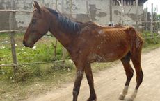 Ethiopia-ponies.jpg