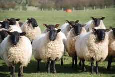 School censors 'Baa Baa Black Sheep' because of 'racial connotations'