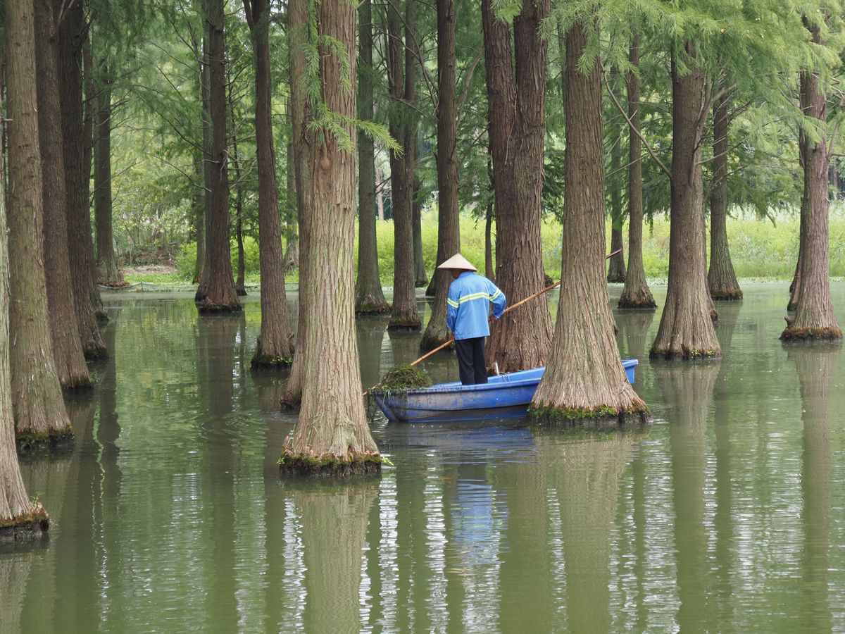OM System PEN sample gallery: man in blue boat cleaning a lake in a nature reserve in China