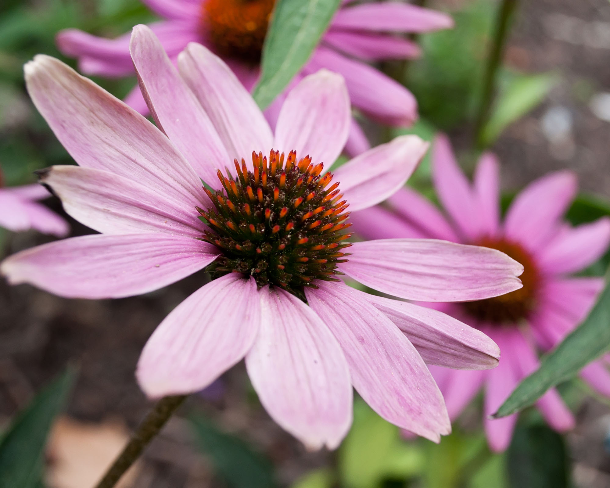 closeup of pink echinacea Cheyenne spirit in a urban park