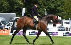 PEARLY KING owned by SARAH CAREY an exhibited by SARAH CAREY in The Alexanders Horseboxes Supreme Hack Championship at The Longines Royal International Horse Show, at The All England Jumping Course, Hickstead,