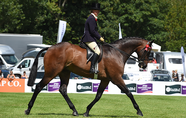 PEARLY KING owned by SARAH CAREY an exhibited by SARAH CAREY in The Alexanders Horseboxes Supreme Hack Championship at The Longines Royal International Horse Show, at The All England Jumping Course, Hickstead,