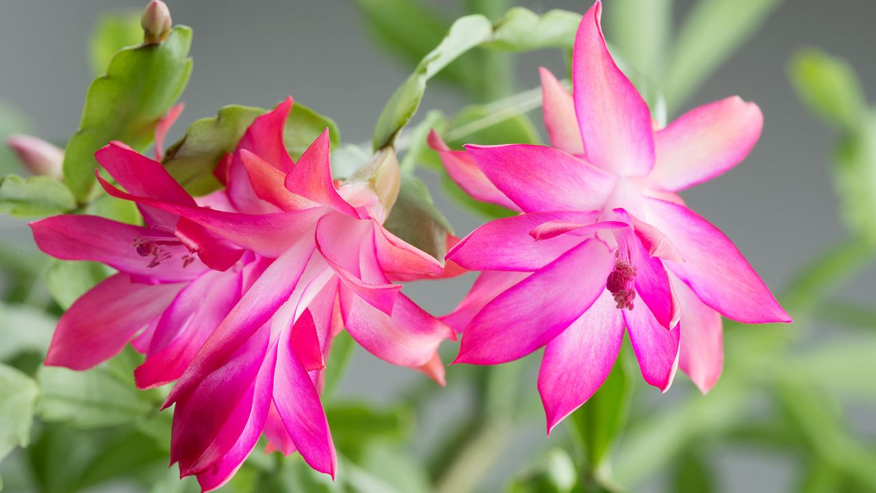 Pink flowering Christmas cactus