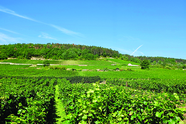 Marsannay-vineyards.-Credit-Hemis-Alamy-Stock-Photo.jpg