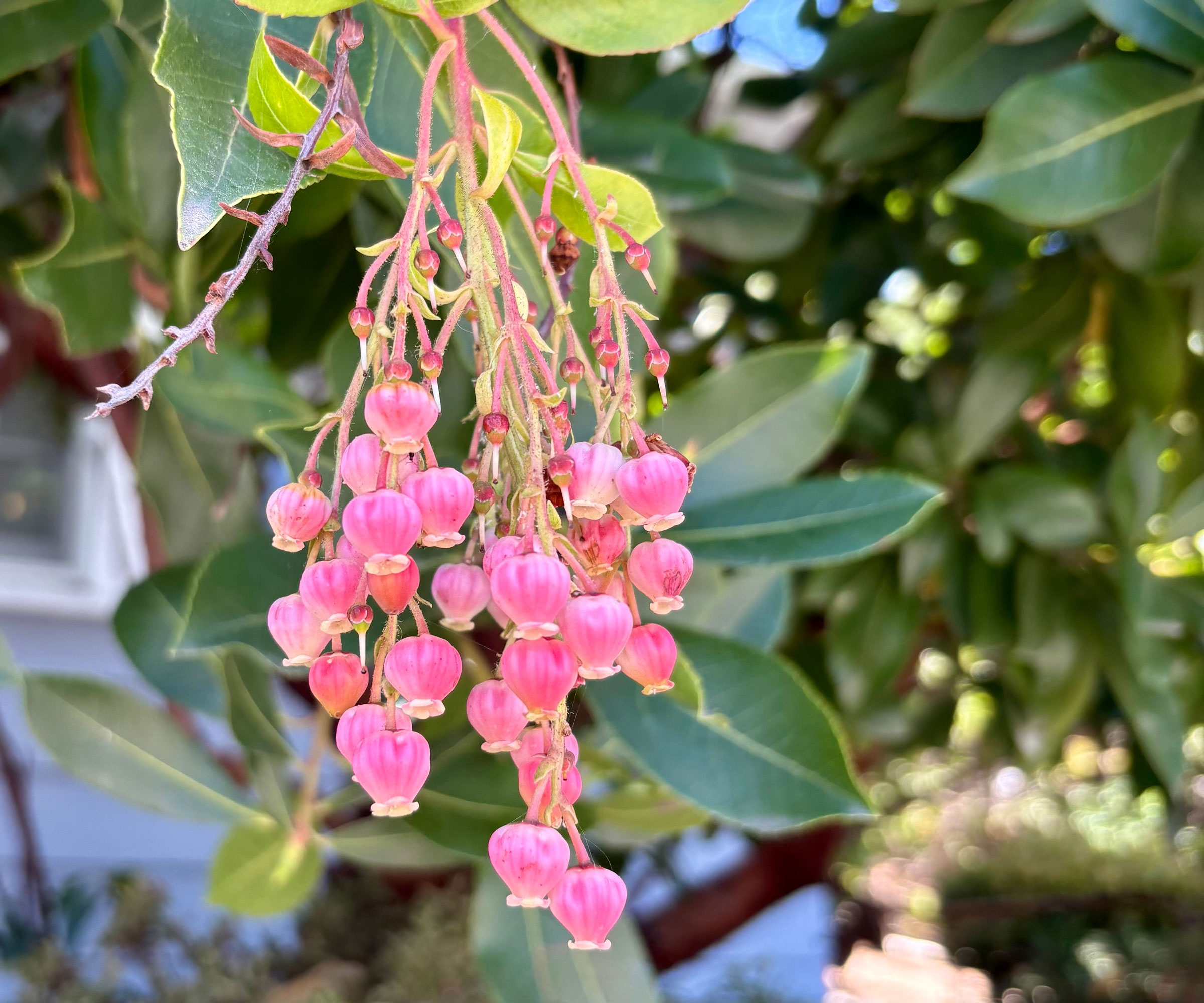 manzanita plant with pink flowers