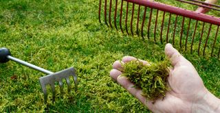A lawn with moss showing tools to scarify the grass to show how to get rid of moss in a lawn