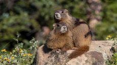 two marmots sit on a rock surrounded by grass and wildflowers