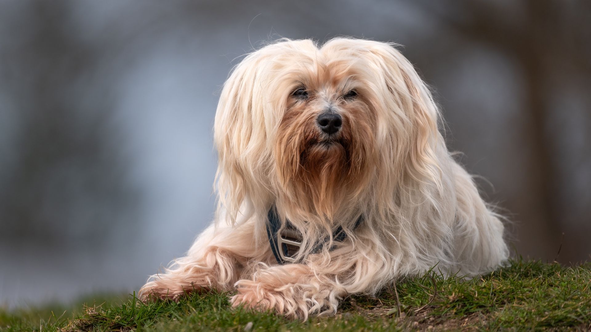 Havanese dog with floppy ears sitting on grass