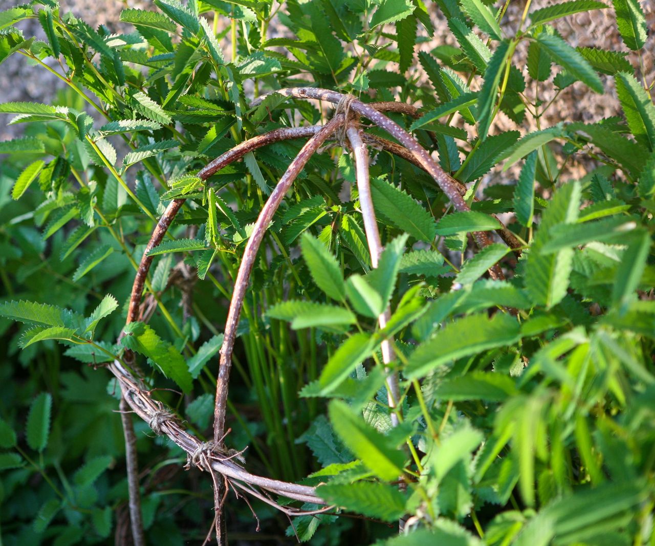 How to build hazel plant supports in your borders this year Homes