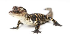Baby alligator on a white background.